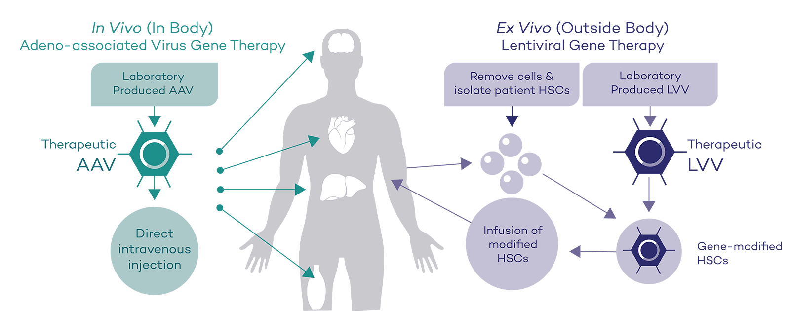 In vivo and Ex vivo diagram