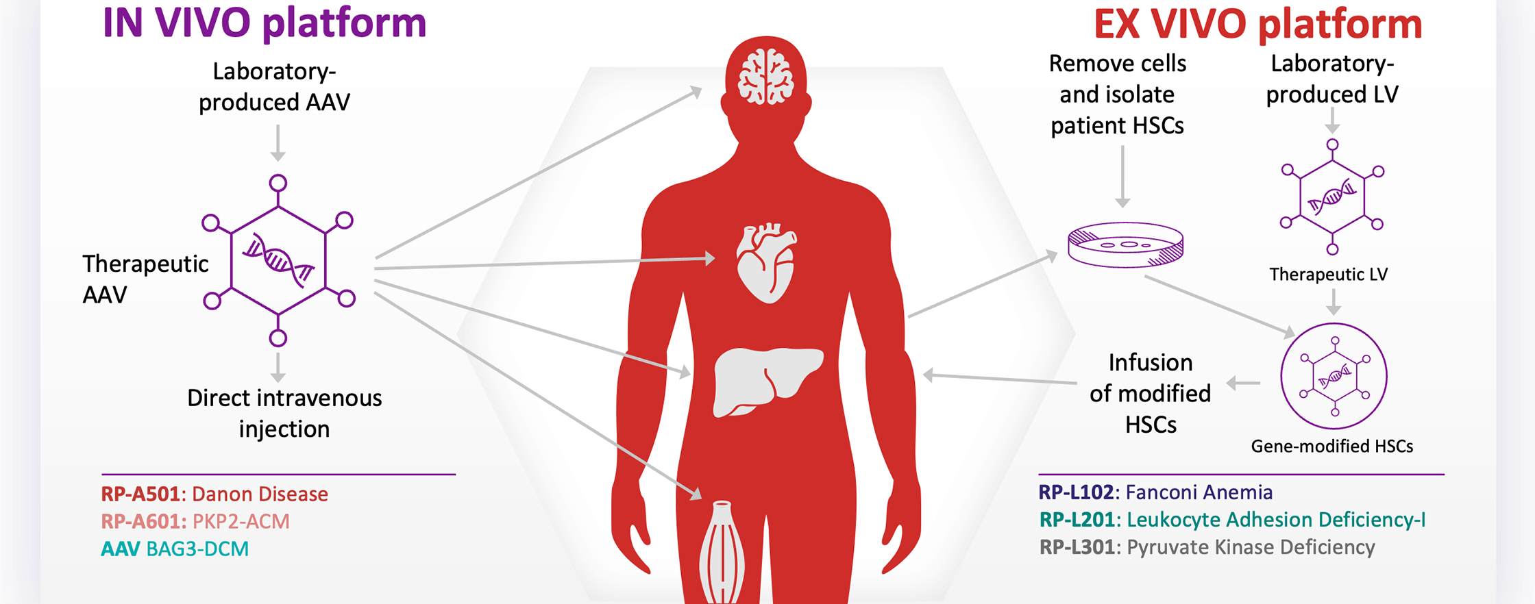 Rocket Offers Multi-platform Gene Therapy Expertise - chart